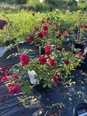 In Stock Rose “AC Navy” 3 Gallon Potted