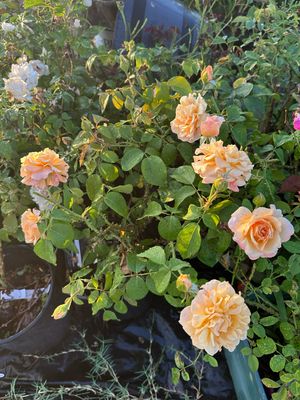 In Stock Rose “Morning Glow” 3 Gallon Potted On Multiflora Root Stock.
