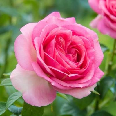 In Stock Rose “All Dressed Up” 3 Gallon Potted, On Multiflora Root Stock