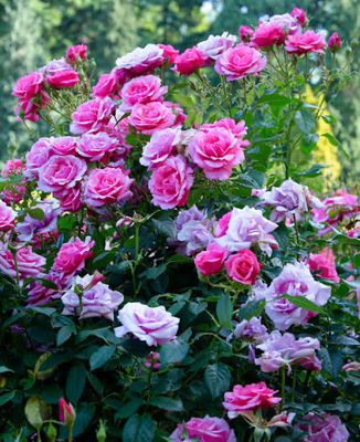 In Stock Rose “Belle Danielle” 3 Gallon Potted, On Multiflora Rootstock
