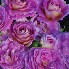 In Stock Rose “Arctic Blue” 3 Gallon Potted, On Multiflora Rootstock