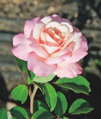 In Stock Rose “Belinda’s Blush” 3 Gallon Potted, On Multiflora Rootstock