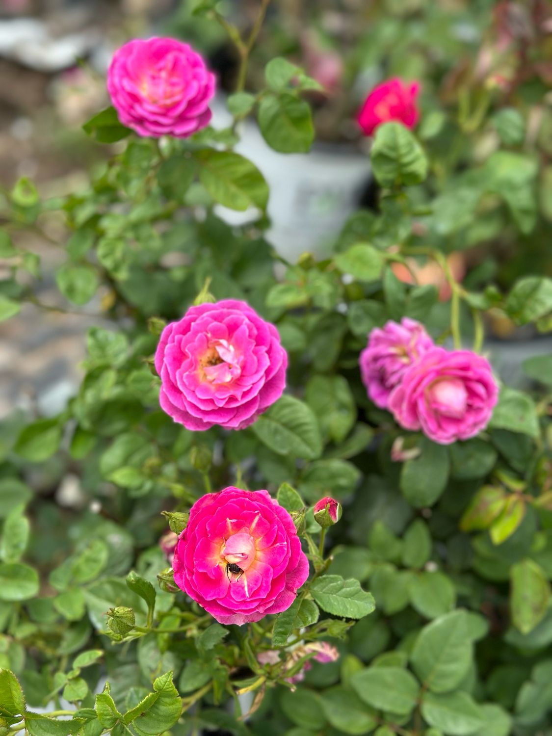 In Stock Rose “Outta The Blue” 3 Gallon Potted, On Multiflora Rootstock