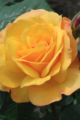 In Stock Rose “Good As Gold” 3 Gallon Potted, On Multiflora Rootstock