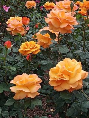 In Stock Rose “Good As Gold” 3 Gallon Potted, On Multiflora Rootstock