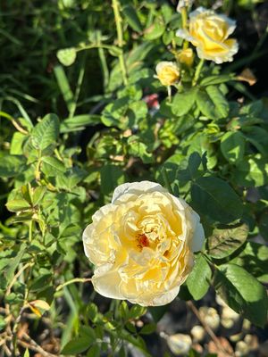 Own Root Rose “Moonlight Romantica” Meilland Rose. One Gallon Potted. Ships In Spring.