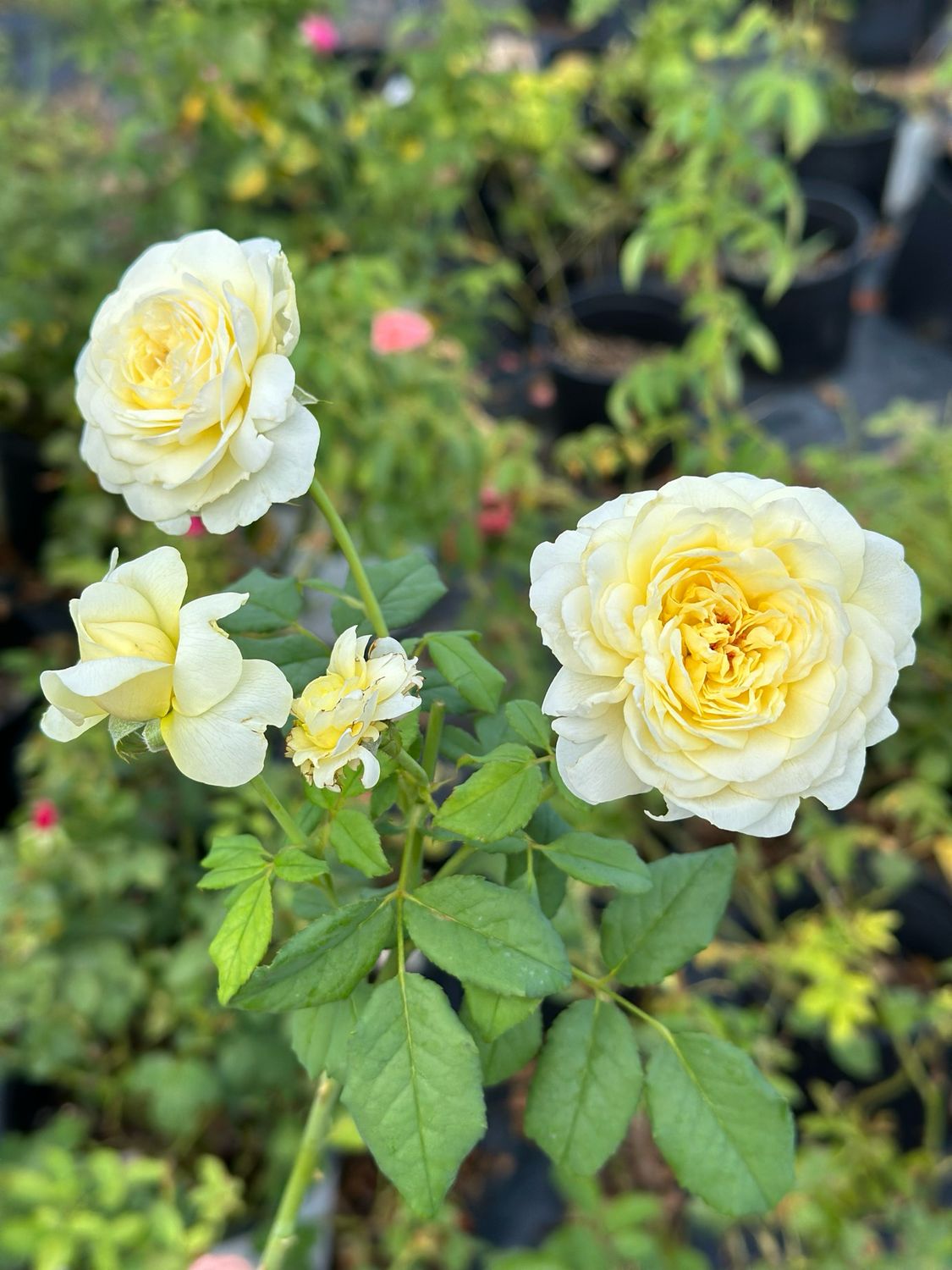 In Stock Rose “Moonlight Romantica” 3 Gallon Potted, On Multiflora Rootstock.