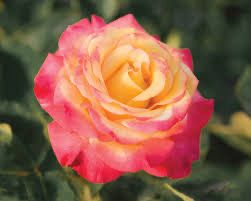 In Stock Rose “Dream Come True” 3 Gallon Potted, On Multiflora Rootstock