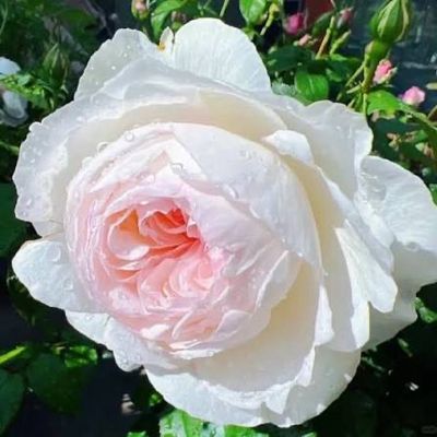 Own Root Rose “Bolero” Meilland Rose. One Gallon Potted. Shipped In The Spring
