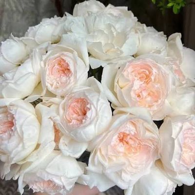 In Stock Rose “Bolero” 3 Gallon Potted, Multiflora Rootstock