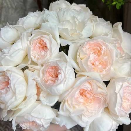 Meilland Rose “Bolero” Grade 1, Bare Root, On Multiflora Rootstock