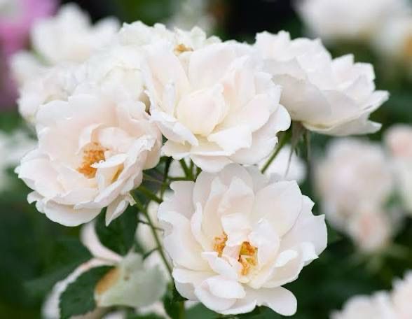 In Stock Rose “Ice Cap” Potted 3 Gallon Rose, On Multiflora