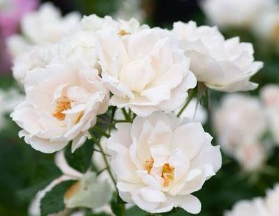 In Stock Rose “Ice Cap” Potted 3 Gallon Rose, On Multiflora