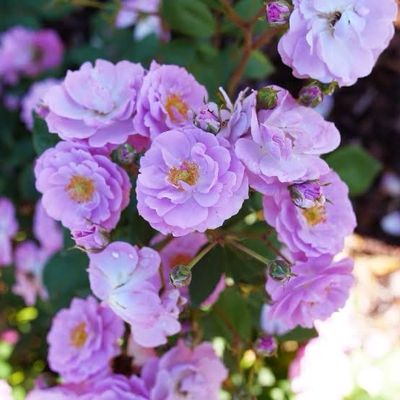 In Stock Rose “Rise Up Lilac Days” 2 Gallon Potted, Proven Winners Rose.