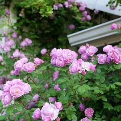 In Stock Rose “Rise Up Lilac Days” 2 Gallon Potted Own Root, Proven Winners Rose.