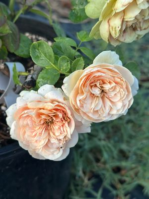 In Stock Jalbert Rose “Double Ambre” 3 Gallon Potted, On Multiflora Rootstock