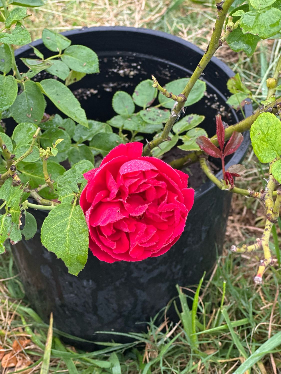 Rose “Red Eden Climber” 3 Gallon Potted. Own Root.
