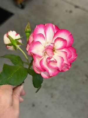 In Stock Rose “Tabris” 5 Gallon Potted Rose, On Multiflora Rootstock In Stock Rose “Tabris” 5 Gallon Potted Rose, On Multiflora Rootstock