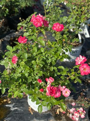 In Stock Rose “Tabris” 5 Gallon Potted Rose, On Multiflora Rootstock