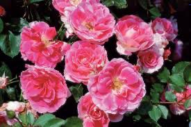 In Stock Rose “Carefree Wonder” 5 Gallon Potted, On Multiflora