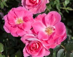 In Stock Rose “Carefree Wonder” 3 Gallon Potted, On Multiflora