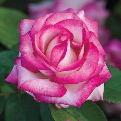 In Stock Rose “Miss Congeniality” 3 Gallon Potted, On Multiflora Rootstock In Stock Rose “Miss Congeniality” 3 Gallon Potted, On Multiflora Rootstock