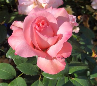 Jalbert Rose “Mary Lou Whitney” Grade 1, Bare Root, On Multiflora Rootstock