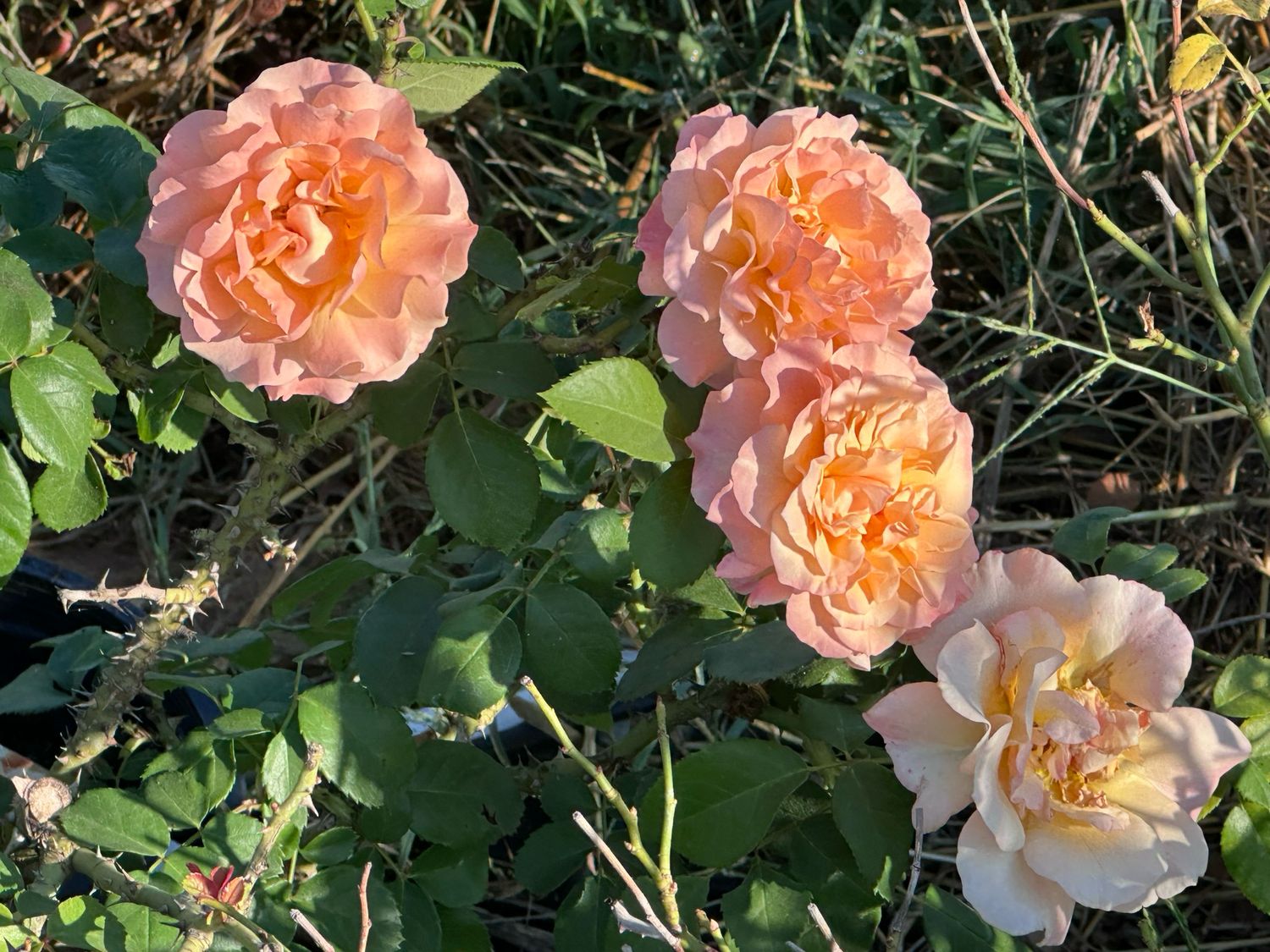 Bedard Rose “Morning Glow” Grade 1, Bare Root, On Multiflora Rootstock Bedard Rose “Morning Glow” Grade 1, Bare Root, On Multiflora Rootstock