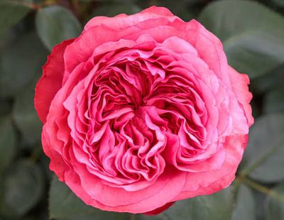 Own Root Rose: Love’s Me, Love’s Me Not. 2 Gallon Potted Rose…pre-order, Ready 05/01/2026. Own Root Rose: Love’s Me, Love’s Me Not. 2 Gallon Potted Rose…pre-order, Ready 05/01/2026.