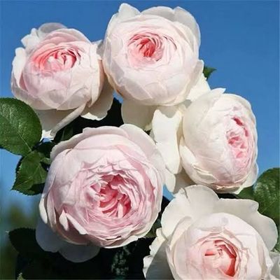 Own Root Rose: Earth Angel Climber. 2 Gallon Potted Rose. Pre-order, Ready 05/01/2026 Own Root Rose: Earth Angel Climber. 2 Gallon Potted Rose. Pre-order, Ready 05/01/2026
