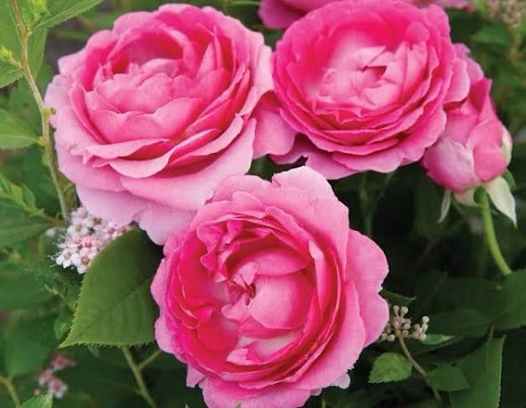 Own Root Rose: Raspberry Cupcake Climbing Rose. Two Gallon Potted Rose. Pre-order. Available 05/01/2026 Own Root Rose: Raspberry Cupcake Climbing Rose. Two Gallon Potted Rose. Pre-order. Available 05/01/2026