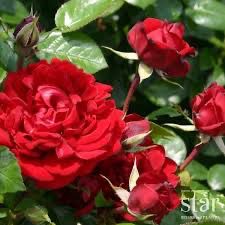 Own Root Rose: Archbishop Desmond Tutu. Two Gallon Size