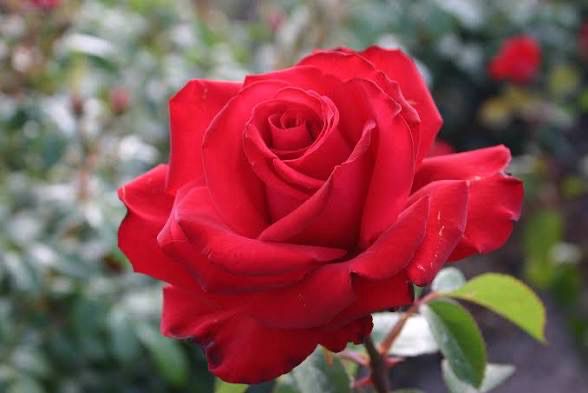 Own Root Rose: Archbishop Desmond Tutu. Two Gallon Potted Rose, Pre-order, Ready 05/01/2026 Own Root Rose: Archbishop Desmond Tutu. Two Gallon Potted Rose, Pre-order, Ready 05/01/2026