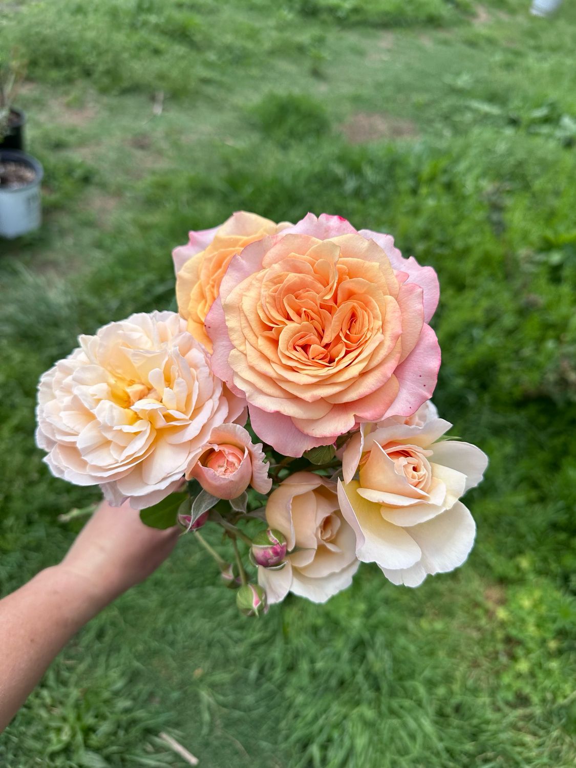 Own Root Rose: Crazy Love. Two Gallon Potted Rose. Pre-order. Ready 05/01/2026. Own Root Rose: Crazy Love. Two Gallon Potted Rose. Pre-order. Ready 05/01/2026.