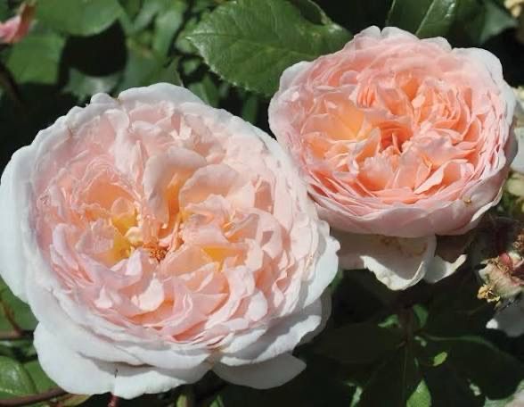 Own Root Rose. Bliss Parfuma. Two Gallon Potted Rose. Pre-order. Ready 05/01/2026 Own Root Rose. Bliss Parfuma. Two Gallon Potted Rose. Pre-order. Ready 05/01/2026