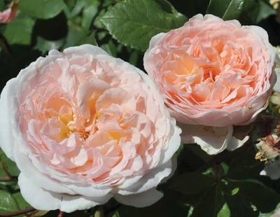 Own Root Rose. Bliss Parfuma. Two Gallon Potted Rose. Pre-order. Ready 05/01/2026 Own Root Rose. Bliss Parfuma. Two Gallon Potted Rose. Pre-order. Ready 05/01/2026