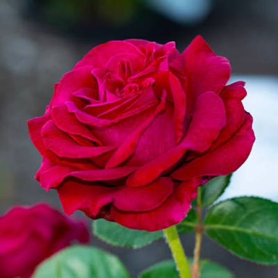 Own Root Rose: “Stiletto” Two Gallon Potted Rose. Pre-order. Ready 05/01/2026 Own Root Rose: “Stiletto” Two Gallon Potted Rose. Pre-order. Ready 05/01/2026