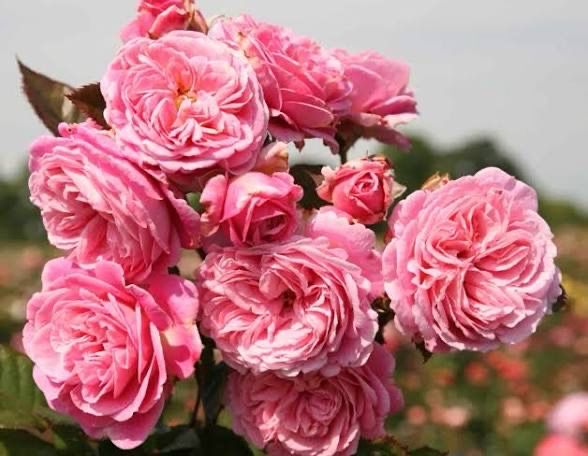Own Root Rose: “Summer Romance Parfuma” Two Gallon Potted Rose. Pre-order. Ready 05/01/2026 Own Root Rose: “Summer Romance Parfuma” Two Gallon Potted Rose. Pre-order. Ready 05/01/2026