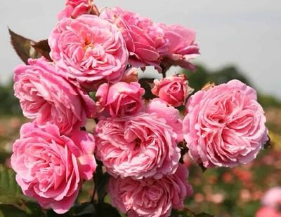 Own Root Rose: “Summer Romance Parfuma” Two Gallon Potted Rose. Pre-order. Ready 05/01/2026 Own Root Rose: “Summer Romance Parfuma” Two Gallon Potted Rose. Pre-order. Ready 05/01/2026