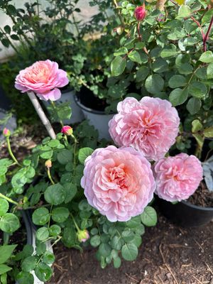 David Austin Rose “Eustacia Vye” Grade 1, Bareroot, On Multiflora Rootstock David Austin Rose “Eustacia Vye” Grade 1, Bareroot, On Multiflora Rootstock