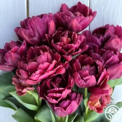 Tulip Peony Flowered “Alison Bradley” 10 Bulbs Tulip Peony Flowered “Alison Bradley” 10 Bulbs