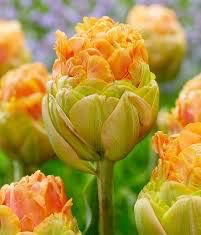 Tulip Peony Flowered “Le Lavandou” 10 Bulbs. Tulip Peony Flowered “Le Lavandou” 10 Bulbs.