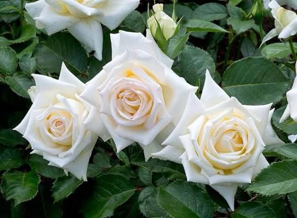 In Stock Rose “Caroline De Monoco” 5 Gallon, On Multiflora Rootstock In Stock Rose “Caroline De Monoco” 5 Gallon, On Multiflora Rootstock