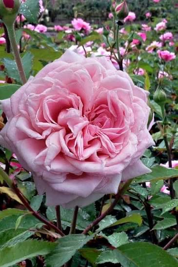 Rose “Belinda’s Dream” Grade 1, Own Root, Not Grafted. Rose “Belinda’s Dream” Grade 1, Own Root, Not Grafted.