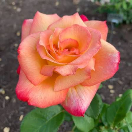 Rose “Sheila’s Perfume” Grade 1. Bare Root, On Dr. Huey. Rose “Sheila’s Perfume” Grade 1. Bare Root, On Dr. Huey.