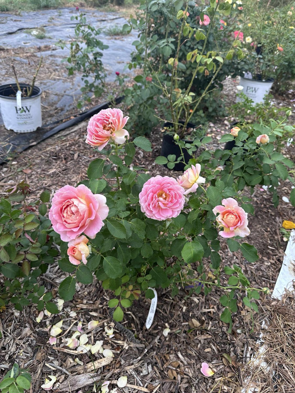 Rose “Fun In The Sun” Grade 1, Bare Root Rose “Fun In The Sun” Grade 1, Bare Root