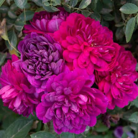 Rose “Sultry Night” Own Root Rose! Rose “Sultry Night” Own Root Rose!