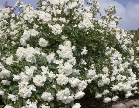 Rose “White Meidiland” Own Root Rose! Rose “White Meidiland” Own Root Rose!
