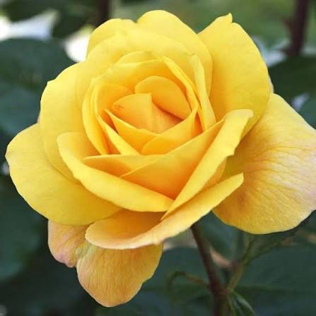 Rose “Radiant Perfume” Grade 1, Bare Root On Dr Huey. Rose “Radiant Perfume” Grade 1, Bare Root On Dr Huey.