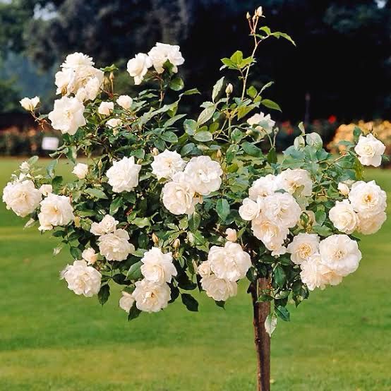 Tree Rose “Iceberg” 36” Tall! Tree Rose “Iceberg” 36” Tall!